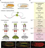 DamID transcriptional profiling identifies the Snail/Scratch transcription factor Kahuli as an Alk target in the Drosophila visceral mesoderm
