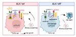 Anaplastic Lymphoma Kinase signaling stabilizes SLC3A2 expression via MARCH11 to promote neuroblastoma cell growth